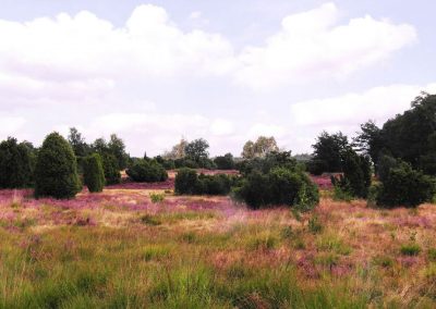 Lüneburger Heide bei Asendorf